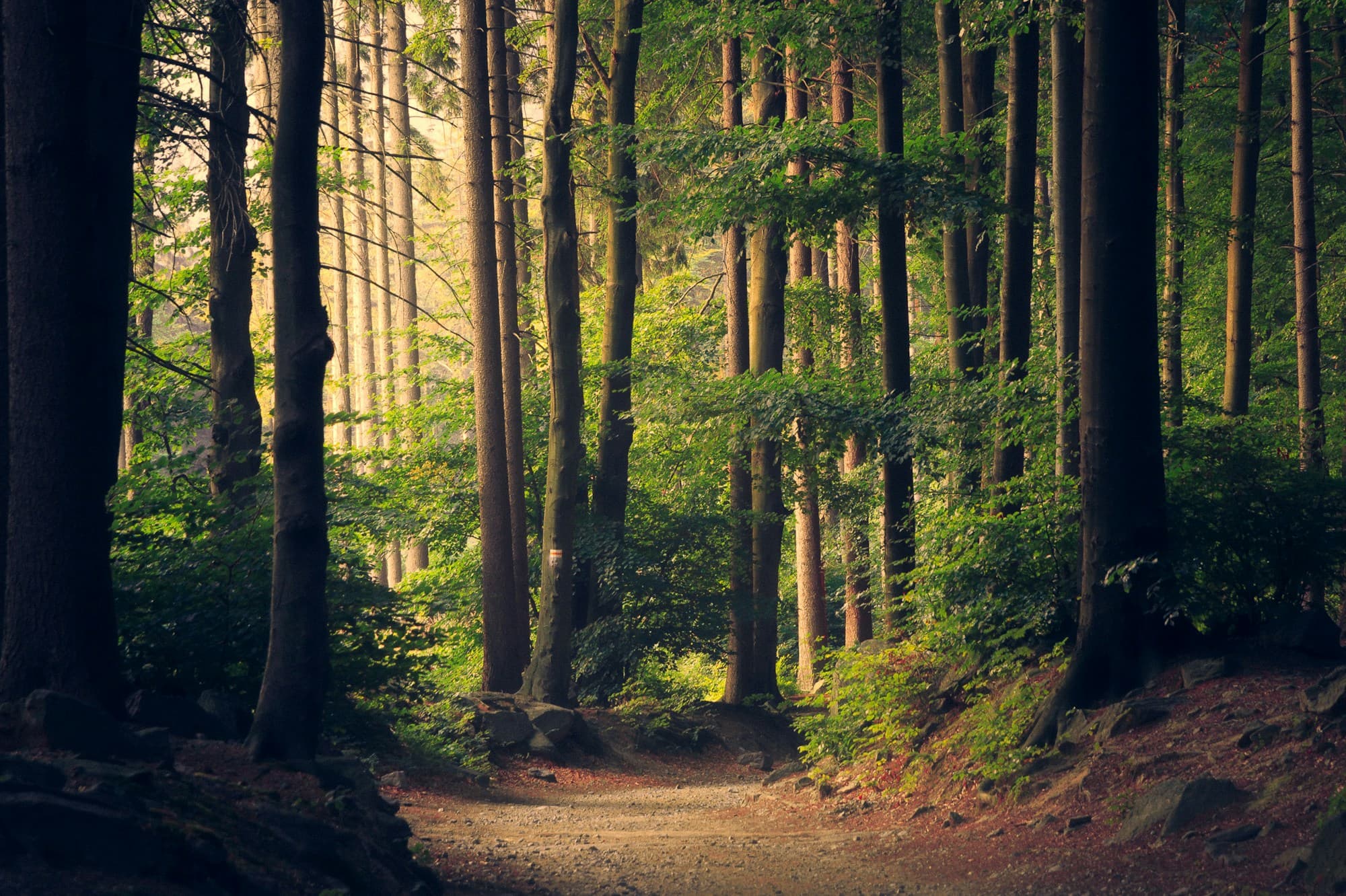Sunlit forest path with vivid green leaves glowing in daylight