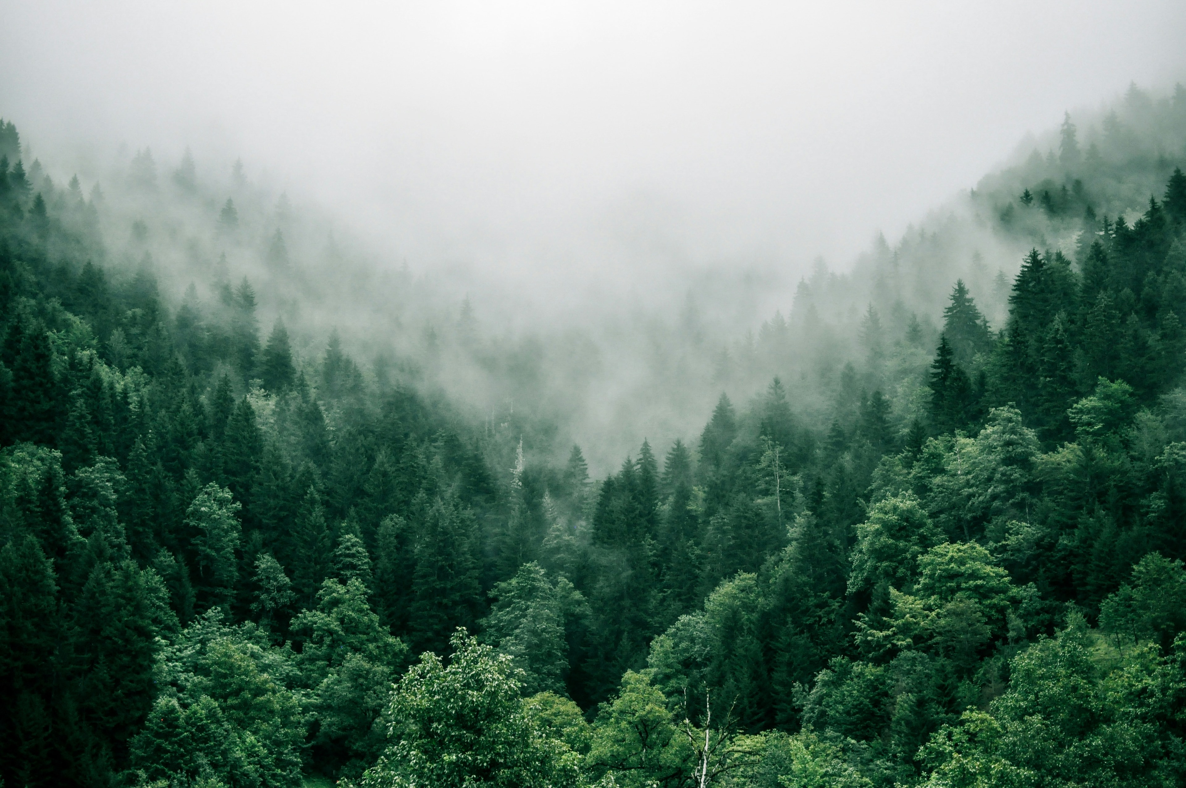 Misty evergreen forest canopy fading into thick white fog